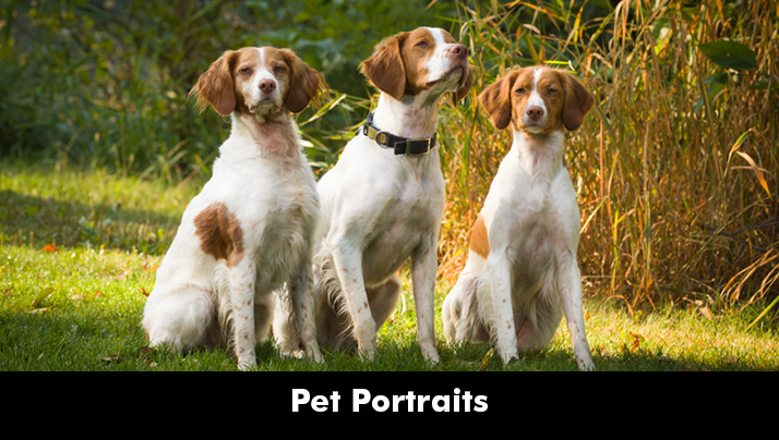 Pet Portraits Pet Portraits
