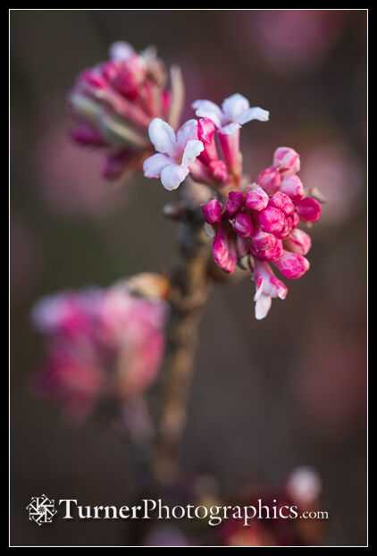 'Dawn' Viburnum blossoms