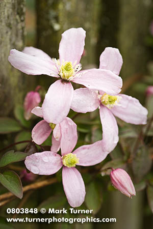 Clematis montana