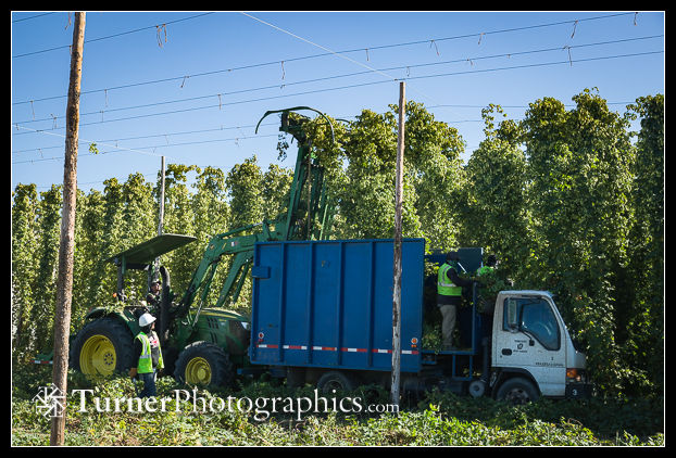 Top cutter drops hops bines into truck during 'Mosaic' Hops harvest